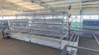 Nouvelle cage automatique de type A pour poules pondeuses, galvanisée à chaud, durée de vie de 15 à 20 ans, pour l'élevage avicole