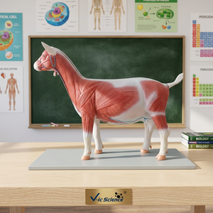 Modelo de Anatomía de <span class=keywords><strong>Cabra</strong></span> Capra Hircus, Modelo de <span class=keywords><strong>Esqueleto</strong></span> de PVC para Ciencias Médicas - Product Image 2
