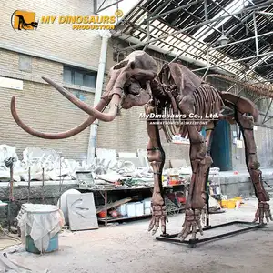 Eiszeit Tier Fossil Knochen Mammut Skelett Museum