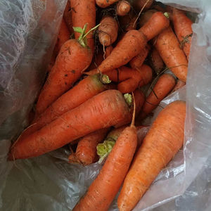 Cenoura Orgânica Variedade 316 Vermelha 20cm 0.15kg Caixa Pequena Média Grande Alimentos Frescos Vegetais 3 Meses de Validade para Armazenamento Frio - Product Image 1