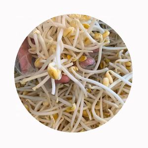 Ortaggi freschi cinesi a prezzo ragionevole coltivati con cura germogli di soia surgelati IQF biologici - Product Image 6