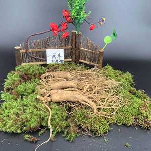 Preço de atacado de alta qualidade nova colheita 100% planta natural erva chinesa raiz de <span class=keywords><strong>ginseng</strong></span> oriental seco para venda - Product Image 5