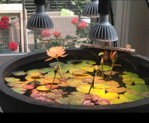 Bombilla LED de Espectro Completo PAR30 <span class=keywords><strong>para</strong></span> <span class=keywords><strong>Cultivo</strong></span> de Plantas, Flores, Vegetales y Orquídeas - Product Image 5