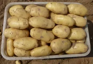 Patatas Frescas de Nueva Cosecha, Verduras al por Mayor, Precios de Patatas para Exportación, Proveedor Chino de Patatas y Cebollas Frescas - Product Image 4