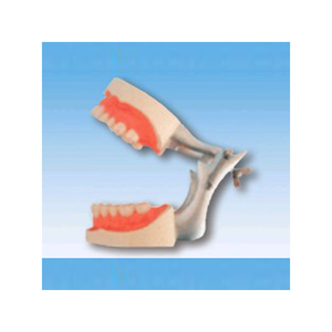 Maniquí de Estructura Oral de PVC Chinon BIX-L1015, Ayuda Didáctica Vívida para la Enseñanza de la Oclusión Bucal, para Escuelas de Medicina, Alta Calidad - Product Image 1