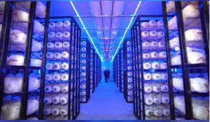 Chambre de culture de champignons modulaire avec contrôle intelligent de l'environnement pour divers champignons comestibles - Product Image 4