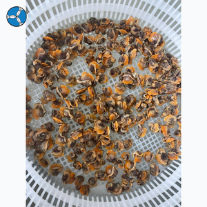 SANFENG SEAFOOD Carne de Almeja Congelada Fresca Sin Concha de China, <span class=keywords><strong>Precio</strong></span> al por Mayor - Product Image 2
