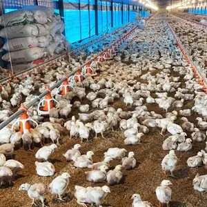 5000 닭을 위한 고품질 완전한 자동적인 육계 닭 펜 장비 농장 가금 집