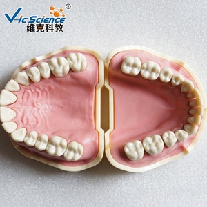 Modelo de dientes humanos para la ciencia médica, instrumento de imitación de frasaco dental, modelo educativo de ciencia médica - Product Image 2