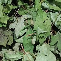 Thé de feuilles de framboisier séchées 1 kg en sachet