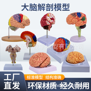 Modelo de cerebro, modelo de áreas funcionales del cerebro codificadas por colores, modelo anatómico del cerebro humano, estructura de las arterias cerebrales humanas - Product Image 1