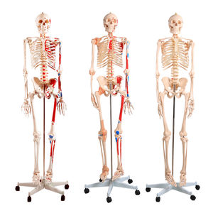 A1002 180cm <strong>Vivid</strong> <strong>Full</strong> Body PVC Muscle Model Human Anatomy Skeleton with Ligament Teaching Model for Medical Schools - Product Image 1