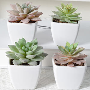 Gran oferta de <span class=keywords><strong>suculentas</strong></span> falsas realistas personalizables que no se desvanecen <span class=keywords><strong>plantas</strong></span> <span class=keywords><strong>suculentas</strong></span> artificiales en maceta para decoración de oficina en casa - Product Image 4