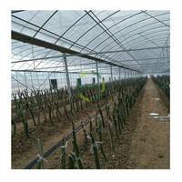 Grand équipement agricole Système de culture de champignons avec système hydroponique Serre en plastique à travées multiples pour l'agriculture