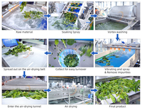 Ligne de découpe et de lavage de légumes pour salades fraîches