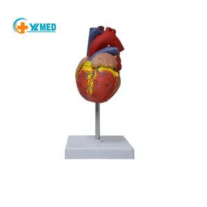 Modelo Anatómico del Corazón Humano, para Enseñanza Médica, con Soporte, Certificación CE/ISO - Product Image 1
