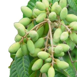 Populaire Olijfbladextract 5%-80% Oleuropein Hplc Hydroxytyrosol 5% 60% - Product Image 4