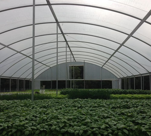 <span class=keywords><strong>Invernadero</strong></span> Agrícola de Plástico de Alta Calidad, Invernaderos Victorianos, Fabricante Chino, <span class=keywords><strong>Invernadero</strong></span> Completo Personalizable - Product Image 6