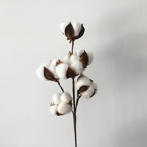 Décoration de mariage en gros, fleurs préservées, 100% naturelles, respectueuses de l'environnement, longue durée de <span class=keywords><strong>vie</strong></span> - Product Image 3