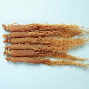 Muestras Gratis Panax <span class=keywords><strong>Ginseng</strong></span> té de <span class=keywords><strong>Ginseng</strong></span> siberiano - Product Image 4