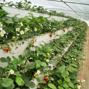 <strong>Large</strong> Automatic Strawberry Growing System with PVC <strong>Plant</strong> Growing <strong>Trough</strong> and Glass Cover for Garden or Greenhouse - Product Image 5