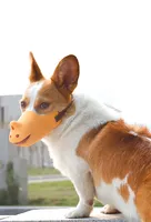 Maychan गैंडा आकार समायोज्य कुत्तों मुंह कवर शुद्ध खाद्य ग्रेड सिलिकॉन कुत्ते विरोधी काटने और विरोधी छाल थूथन