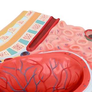 Nữ bụng-xương chậu sagittal phần Mô hình giải phẫu sau sinh mô phỏng tách nhau thai thiết bị giáo dục PVC - Product Image 3