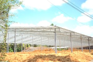 Fibra de Coco Premium Marrón Dorado en Pacas de 100 kg, Materia Prima Natural Ecológica para Relleno de Colchones y Sofás, Uso en Horticultura y Manualidades - Product Image 6