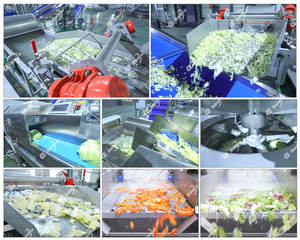 Machine automatique de découpe de salade de chicorée et de chou, lave-légumes centrifuge pour la ligne de production de salades - Product Image 6