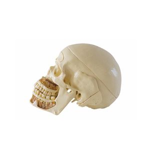 Modèle de pratique de tête de modèle de crâne médical dentaire - Product Image 1