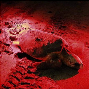 Đèn pin săn bắn LED đỏ 51 bóng mới, chống nước IP55, 625nm, sử dụng pin AA, dùng cho tầm nhìn ban đêm, câu cá & khẩn cấp - Product Image 3