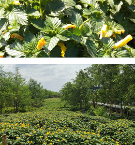 عالية الجودة الخام الجملة العشبية الشاي ورقة شجرة دامِيانَة المجففة داميانا يترك - Product Image 6