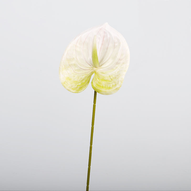 ขาว-เขียว 1