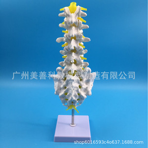 Modèle de vertèbre lombaire humaine 1:1, modèle de vertèbre lombaire naturelle, comprenant cinq vertèbres lombaires, coccyx, bassin, disques intervertébraux - Product Image 5