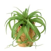 Grande plante artificielle Tillandsia Xerographica multicolore pour décoration de table tropicale sur bois flotté style bohème
