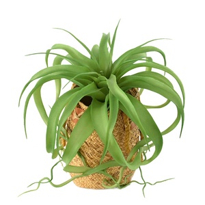 Grande plante artificielle Tillandsia Xerographica multicolore pour décoration de table tropicale sur bois flotté style bohème - Product Image 4