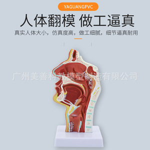 Modelo anatómico patológico de la cavidad nasal; modelo de enseñanza de otorrinolaringología; cavidad nasal; nariz; modelo de estructura oral-nasal - Product Image 4