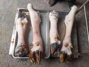 Tête de mouton sabot plumeuse Machine chèvre agneau pieds épilation Machine dépilatoire bétail pieds De poil plumer Machine - Product Image 6