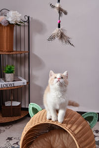 XH Luxus hand gefertigte Kunststoff Rattan Sommer kühlung Komfortable Hunde haus & Katze Form niedlich Bett möbel & Haustier korb - Product Image 3