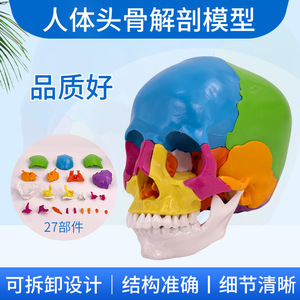 Modèle de crâne coloré et détachable avec 22 pièces démontables, adapté à l'enseignement médical. - Product Image 5