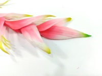 Bunga Calla Lily Gantung Dekoratif Buatan Tangan dengan Batang Panjang Terbuat dari Kain Rayon