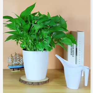 Regadera de plástico blanca de 500ml con boquilla larga para riego preciso de plantas en maceta, suministros de jardinería - Product Image 1