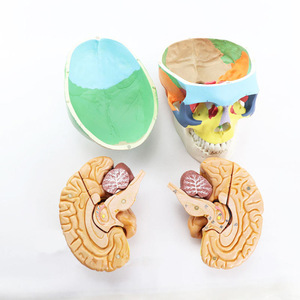 Modelo de Esqueleto para Enseñanza, Anatomía de la Cabeza Humana, 9 Partes, Material de PVC, Cerebro y Tronco Cerebral Separados, Ciencia Médica, Yulin YL1202 CE\ISO - Product Image 2