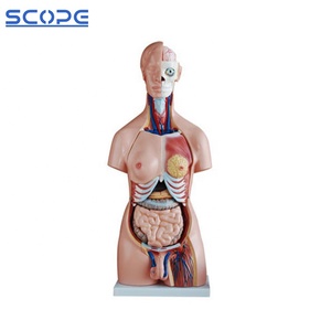 Modelo de Torso Hermaphrodita de Ambos Sexos SC-A1043 de 85 cm de Altura, 40 Piezas - Product Image 5