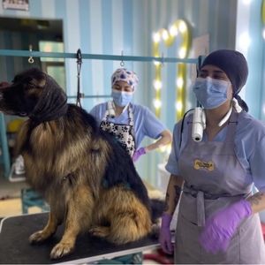 Guantes y Rodillos <span class=keywords><strong>para</strong></span> Eliminar el Pelo de <span class=keywords><strong>Perros</strong></span>, de Plástico Ecológico, Manos Libres, 220V, Diseño <span class=keywords><strong>para</strong></span> Colgar en el Cuello <span class=keywords><strong>para</strong></span> Animales Pequeños - Product Image 3