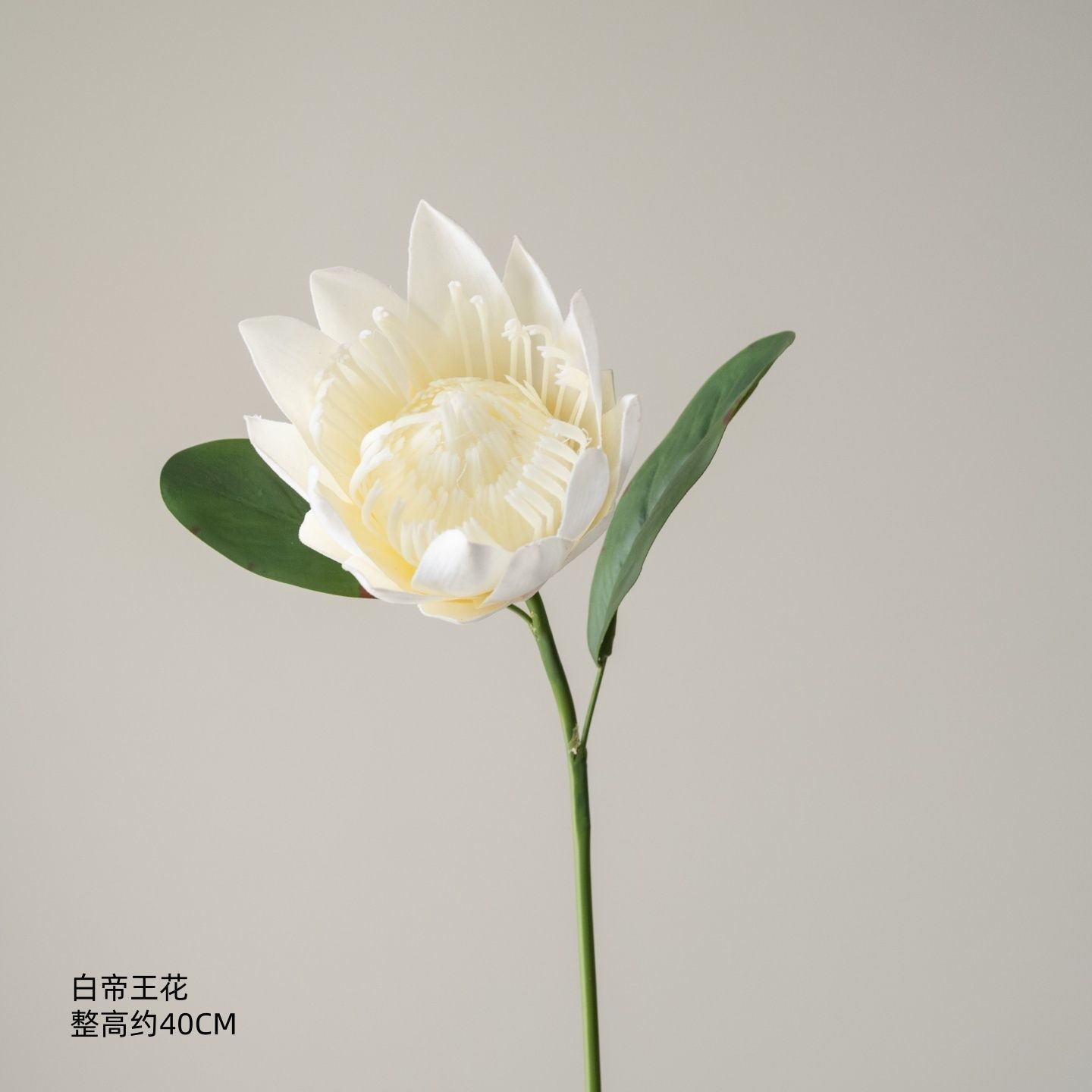 Fleur de l'Empereur Blanc