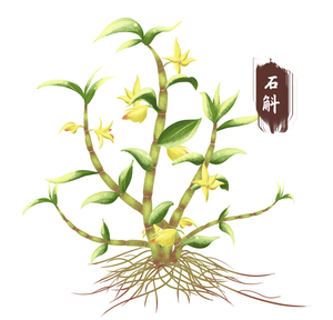 Cao cấp sắt da Dendrobium tiepi shihu thảo mộc khô Chất lượng cao Dendrobium candidum cho trà hỗ trợ miễn dịch tuổi thọ - Product Image 5