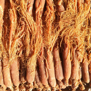 100% poudre de ginseng rouge biologique extrait de plante finement moulu saponines riches pour <span class=keywords><strong>la</strong></span> santé suppléments <span class=keywords><strong>médecine</strong></span> traditionnelle chinoise - Product Image 2