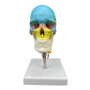 Modelo de Cráneo con Código de Color, Vértebras Cervicales y Cerebro - Herramienta Educativa de Anatomía - Product Image 2