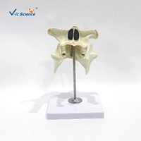 Modelo Anatómico de Dientes Permanentes de 2 Partes, Mandíbula Superior e Inferior Desmontable de PVC para Enseñanza Dental, CE ISO ROHS CNAS